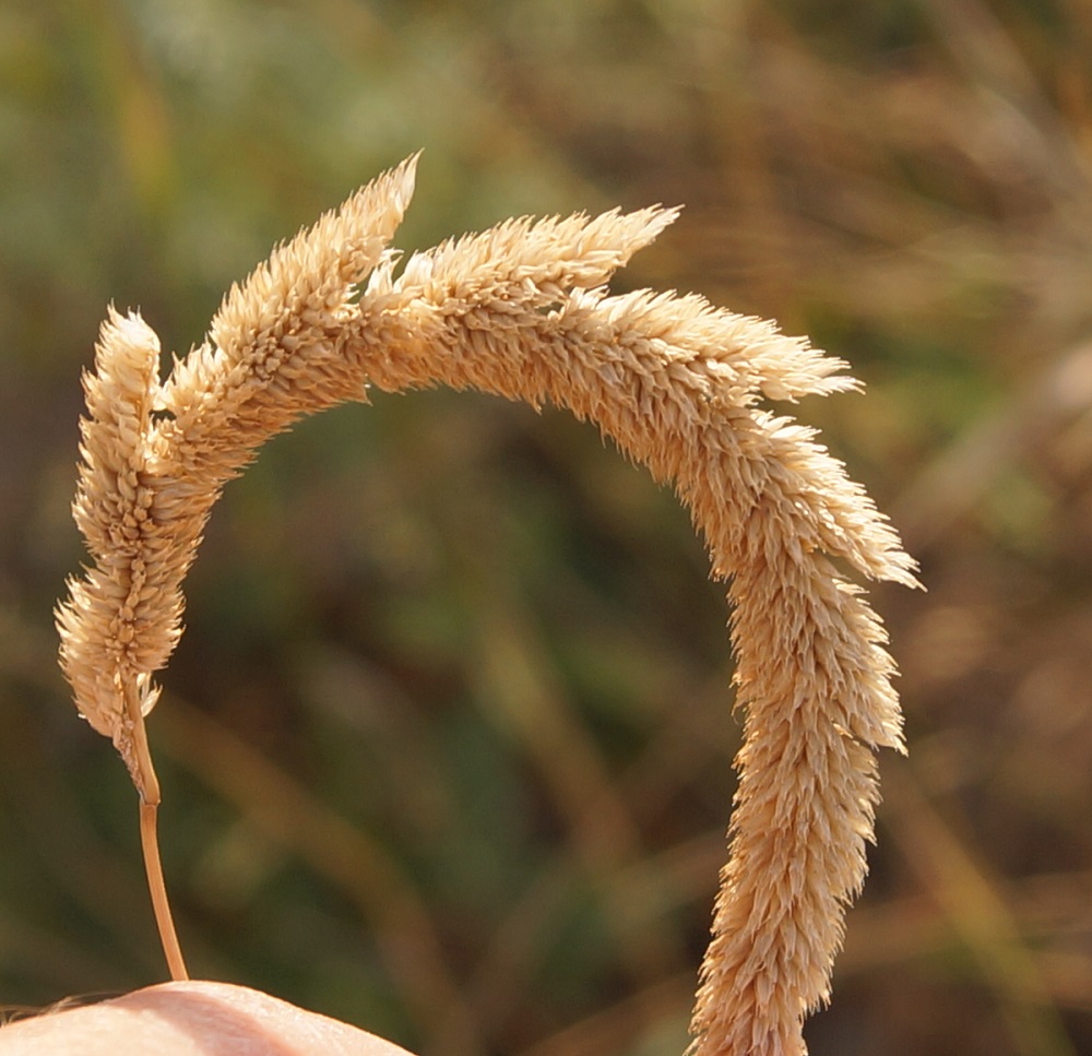 Изображение особи Phleum phleoides.