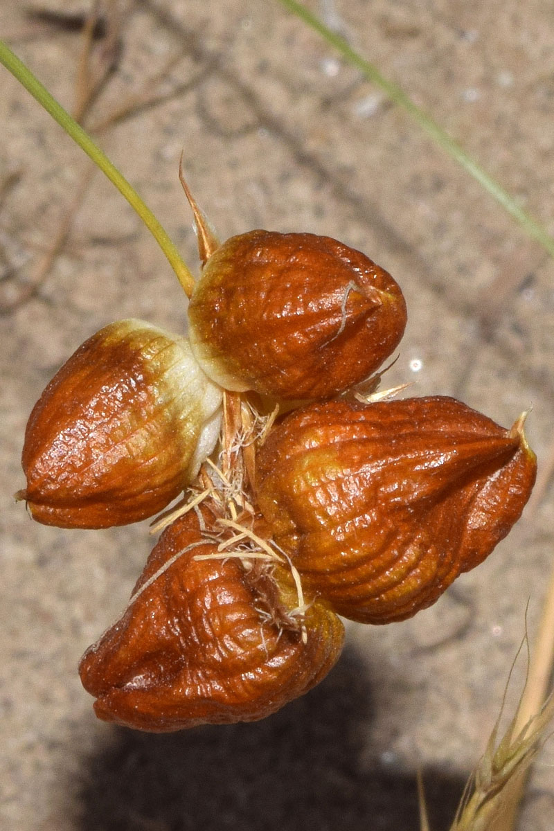 Изображение особи Carex physodes.