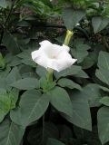 Datura innoxia