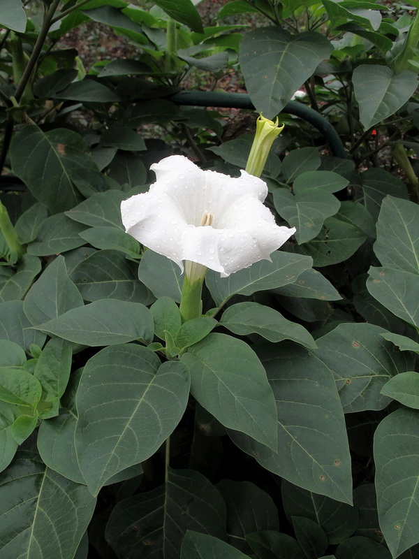 Изображение особи Datura innoxia.