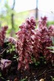 Lathraea squamaria