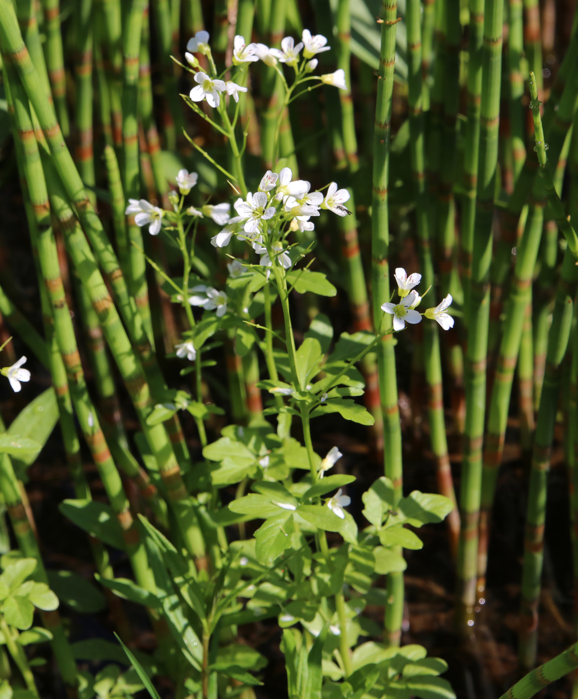 Изображение особи Cardamine amara.