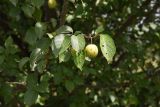 Prunus cerasifera. Верхушка плодоносящей ветви. Кабардино-Балкария, Эльбрусский р-н, окр. устья р. Бедык, дерево на краю луга, над обрывом. 25 июля 2022 г.