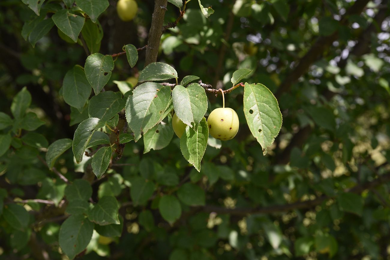 Изображение особи Prunus cerasifera.