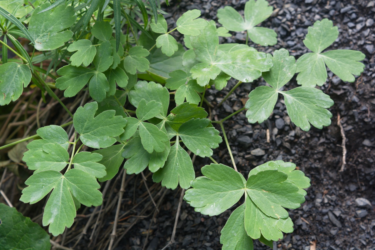 Image of genus Thalictrum specimen.