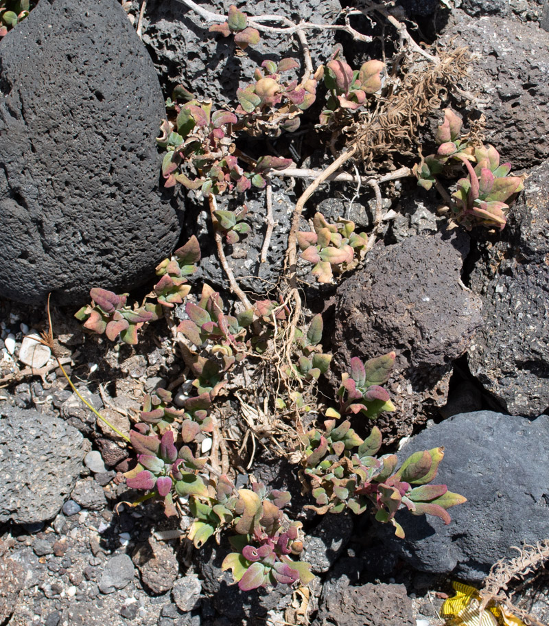 Image of Tetragonia tetragonoides specimen.
