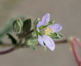 Erodium oxyrhynchum. Цветок и бутоны. Узбекистан, Ферганская обл., Язъяванский р-н, Язъяванские пески, частично закреплённые дюны. 16 мая 2023 г.