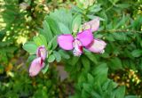 Polygala myrtifolia