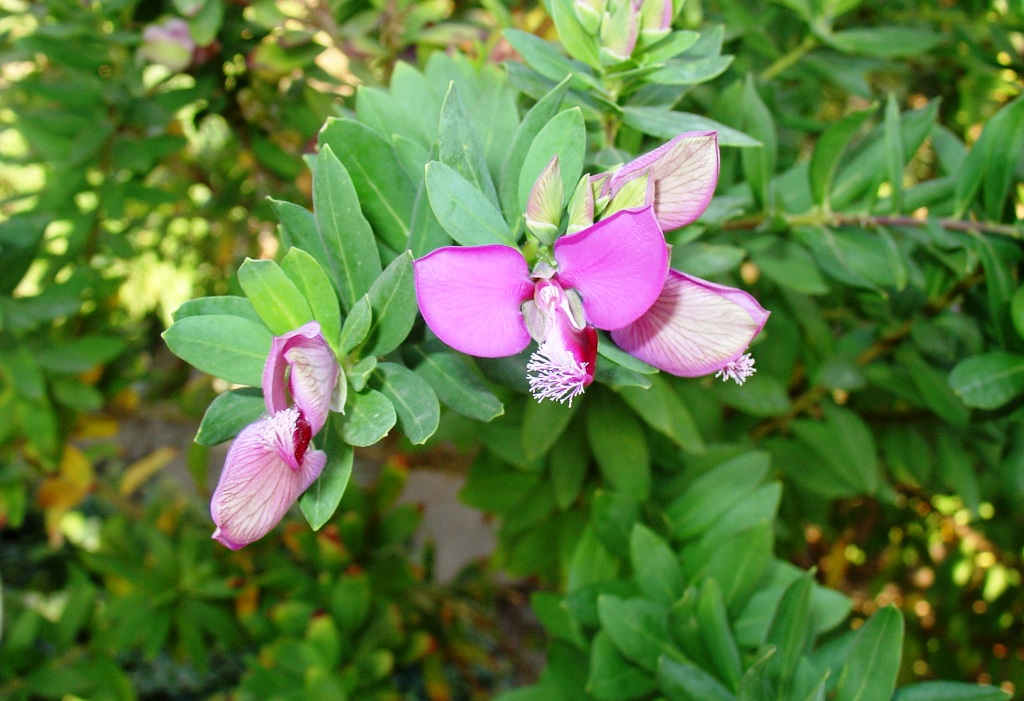 Image of Polygala myrtifolia specimen.
