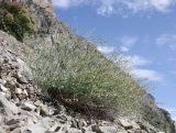 Rumex hastifolius