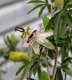 Passiflora caerulea