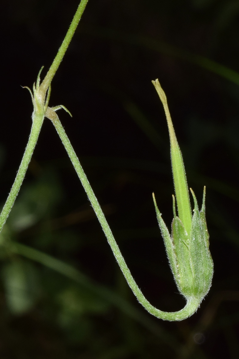 Image of Geranium collinum specimen.