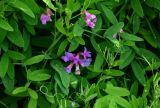 Lathyrus pilosus