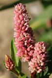 Persicaria amphibia. Соцветия с цветками и бутонами. Санкт-Петербург, г. Кронштадт, заказник \"Западный Котлин\"; юго-западное побережье о-ва Котлин, берег Финского залива, песчаный пляж. 25.08.2023.