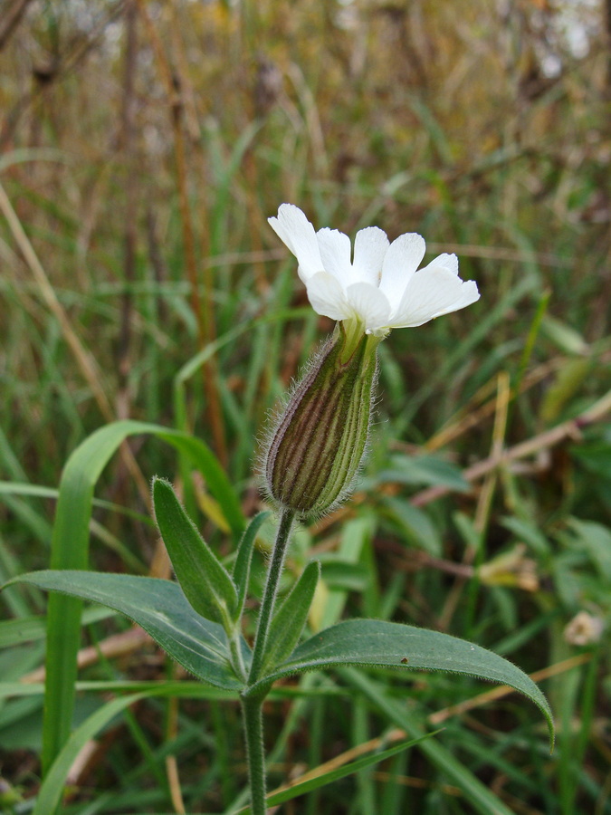 Image of Melandrium album specimen.