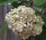 genus Sorbus