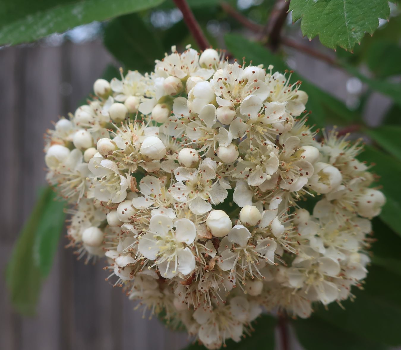 Изображение особи род Sorbus.