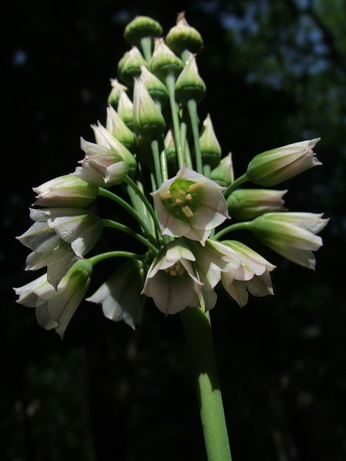 Image of Nectaroscordum bulgaricum specimen.