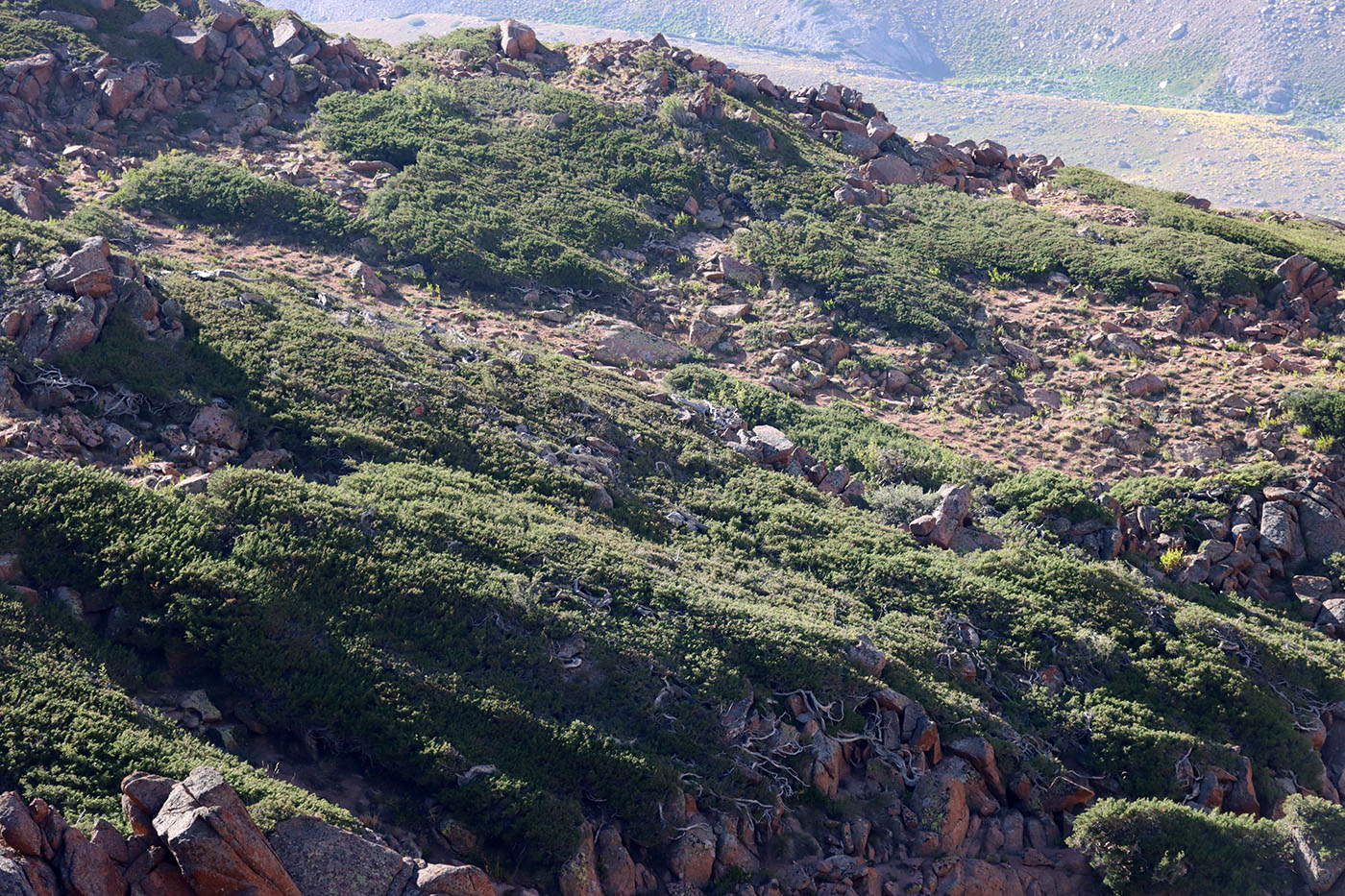 Image of Juniperus turkestanica specimen.