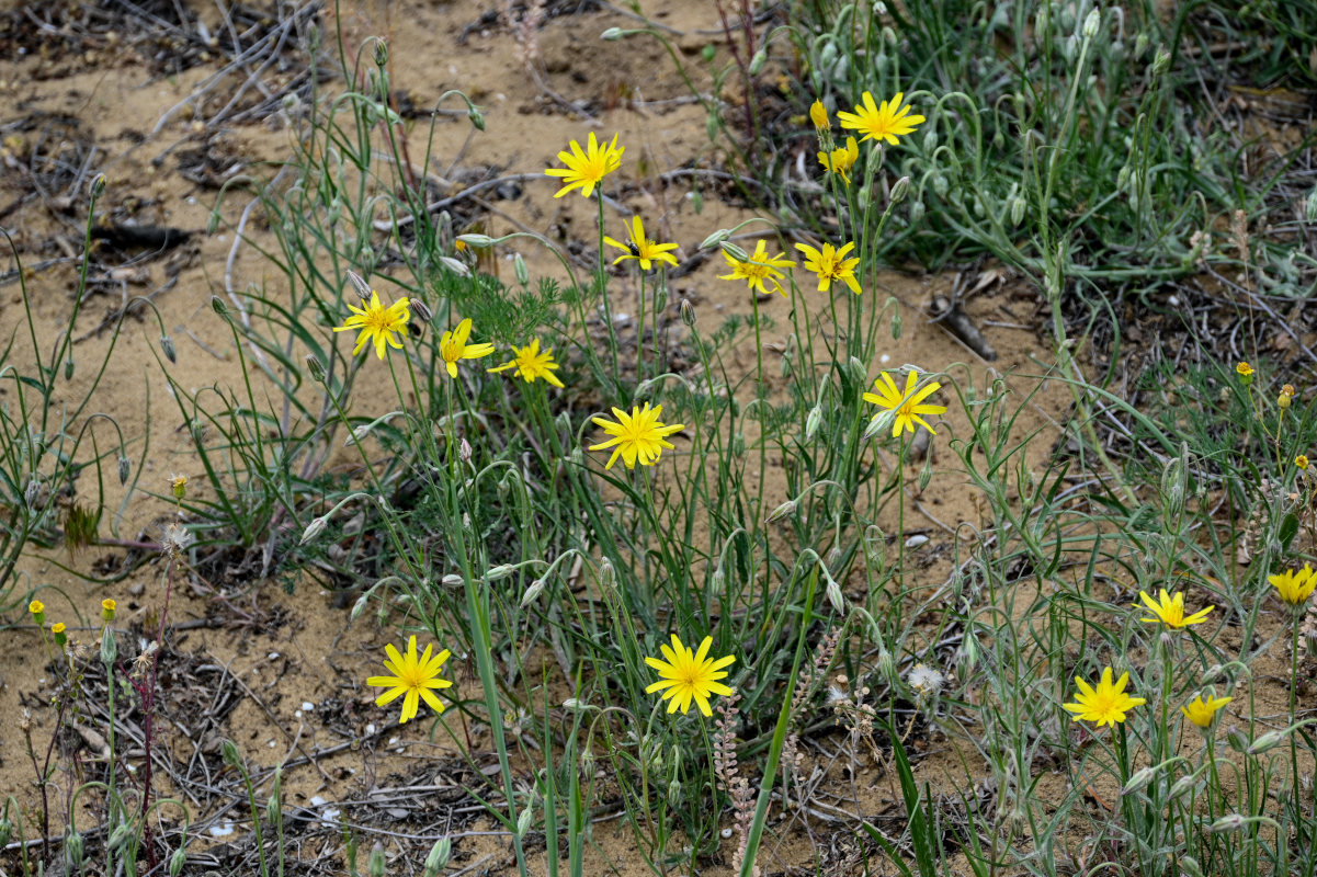 Image of Scorzonera biebersteinii specimen.