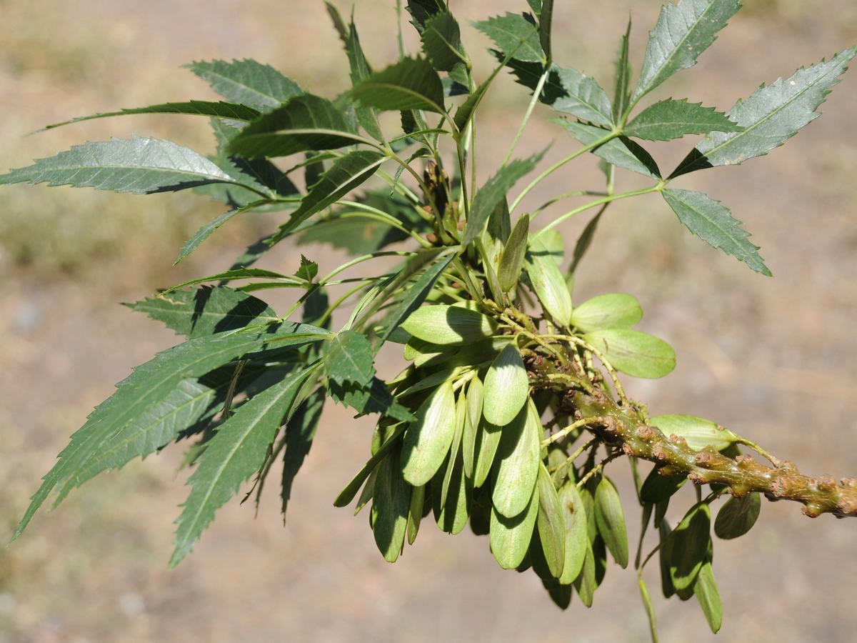 Image of Fraxinus syriaca specimen.