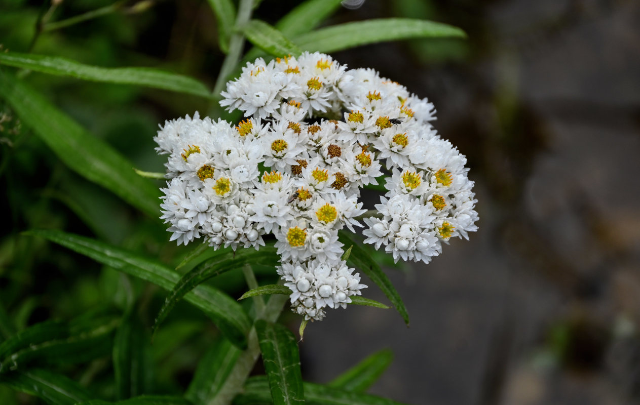 Image of Anaphalis margaritacea specimen.