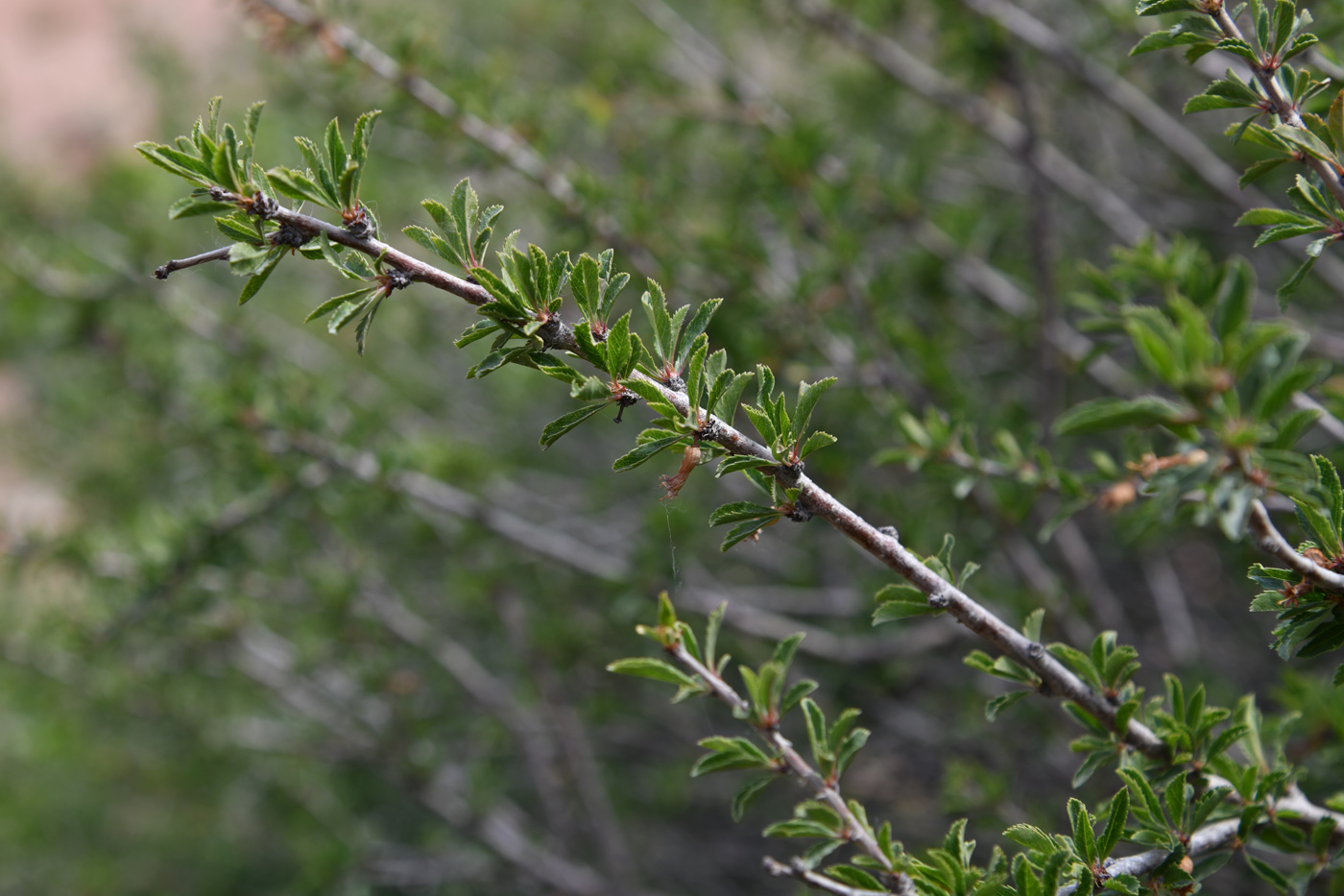 Изображение особи Cerasus tianshanica.