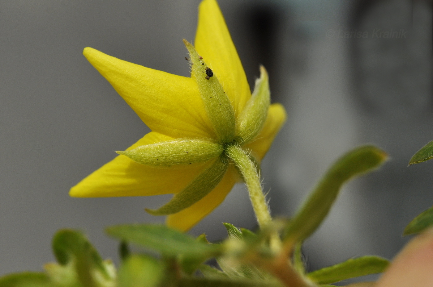 Изображение особи Tribulus terrestris.