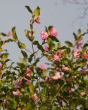 Camellia japonica