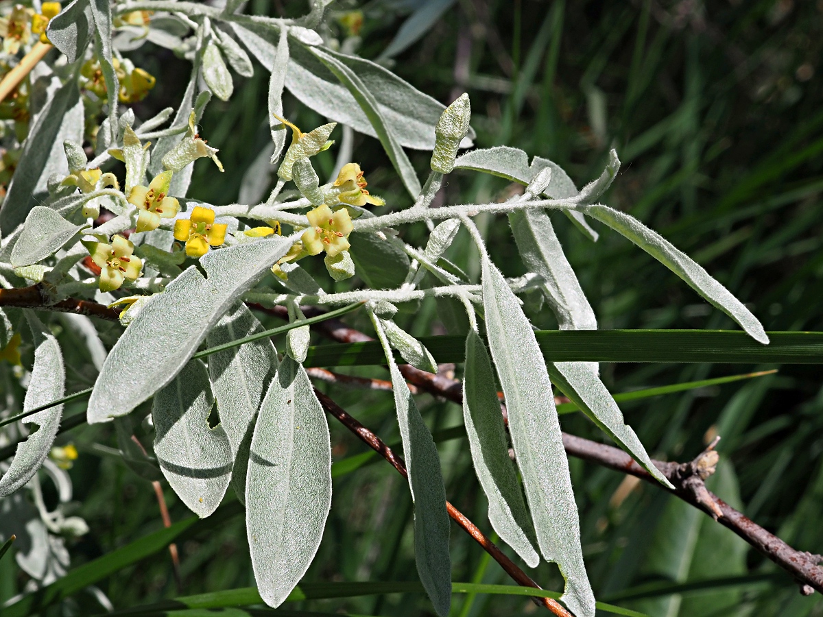 Изображение особи Elaeagnus angustifolia.