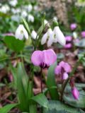 Cyclamen coum. Цветок на фоне цветущих подснежников Воронова (Galanthus woronowii). Краснодарский край, городской округ Сочи, Хостинский р-н, дорога к Орлиным скалам, широколиственный лес. 11.02.2024.