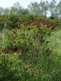 Amorpha fruticosa