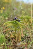 Gentiana cruciata. Расцветающее растение. Новгородская обл., геологический памятник \"Ильменский глинт\", окр. дер. Ретлё, побережье оз. Ильмень, суходольный злаково-разнотравный луг на известняке, низкотравный участок (на заброшенной дороге?). 25.07.2023.