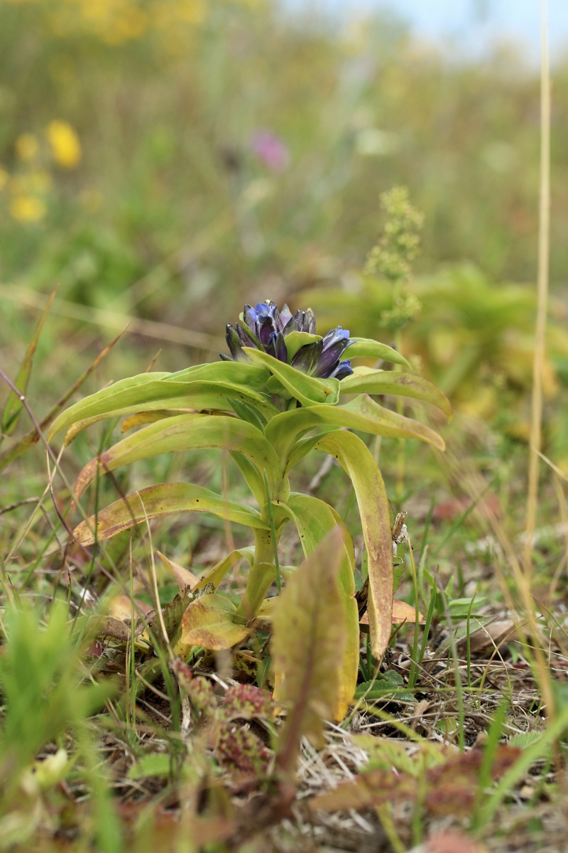 Изображение особи Gentiana cruciata.