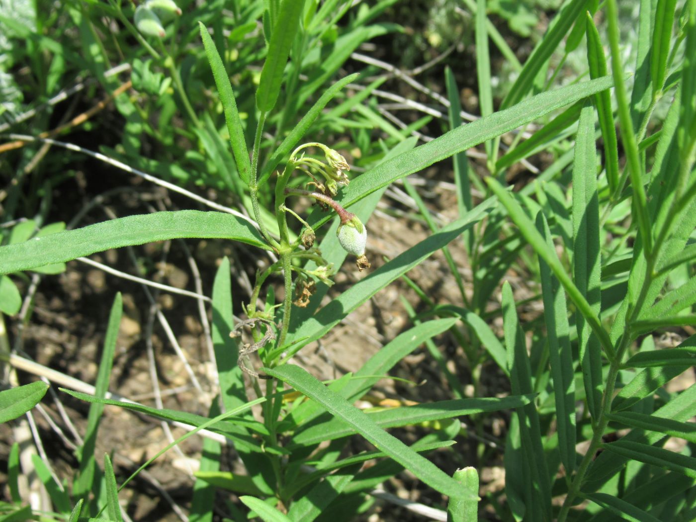 Image of Vincetoxicum sibiricum specimen.