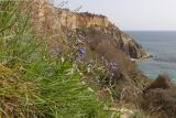 Anchusa stylosa. Цветущие растения в сообществе со злаками (побеги на переднем плане). Крым, Севастополь, окр. мыса Фиолент. 01.04.2024.