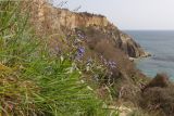 Anchusa stylosa