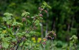 Ribes atropurpureum. Ветвь с соцветиями. Хакасия, Орджоникидзевский р-н, верховья р. Правая Сарала, опушка смешанного леса. 08.06.2022.