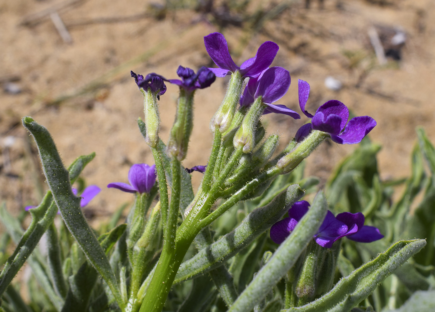 Image of Matthiola sinuata specimen.