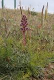Orobanche pubescens
