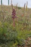 Orobanche pubescens