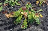 Rhodiola integrifolia