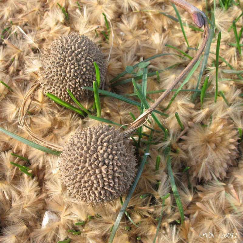 Image of Platanus orientalis specimen.