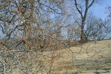 Salix matsudana