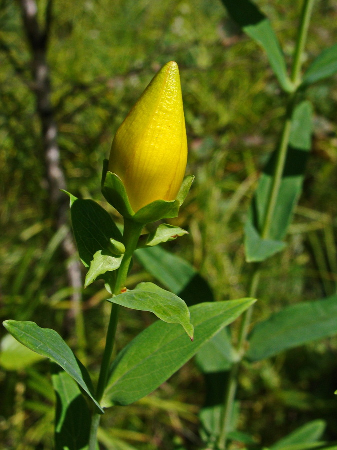 Image of Hypericum ascyron specimen.