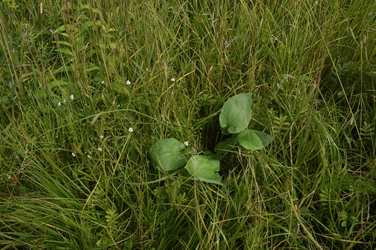 Изображение особи Alisma plantago-aquatica.