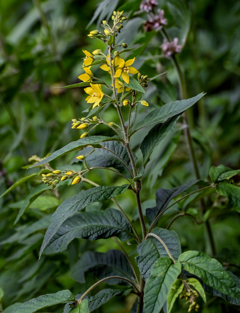 Image of Lysimachia vulgaris specimen.