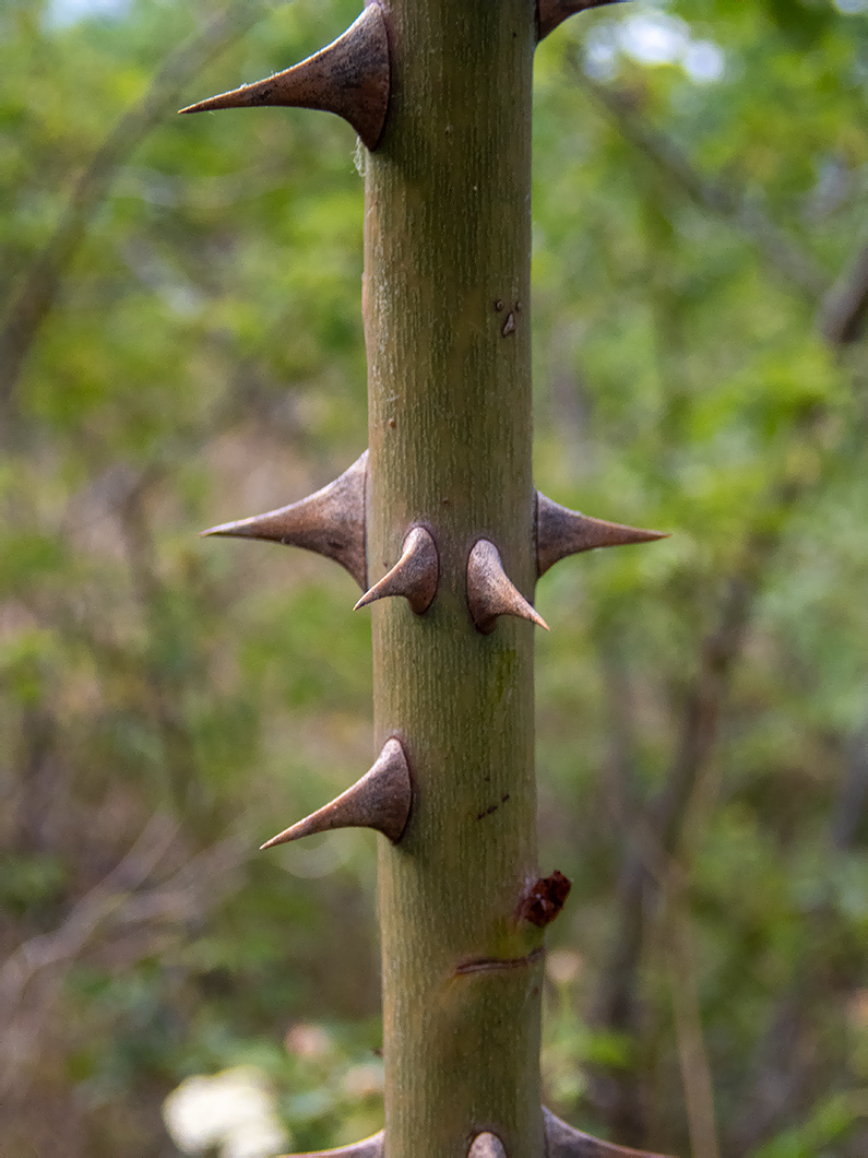 Image of Rosa corymbifera specimen.