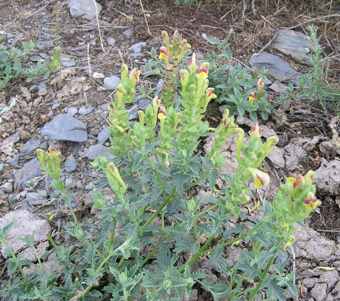 Изображение особи Scutellaria mesostegia.