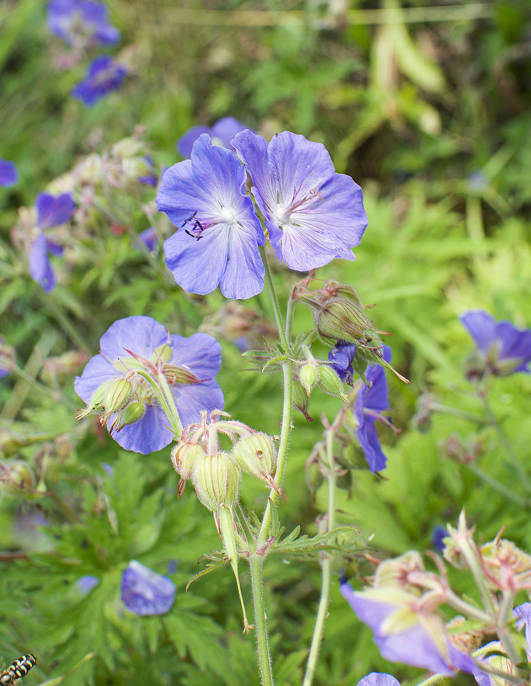 Image of Geranium pratense specimen.